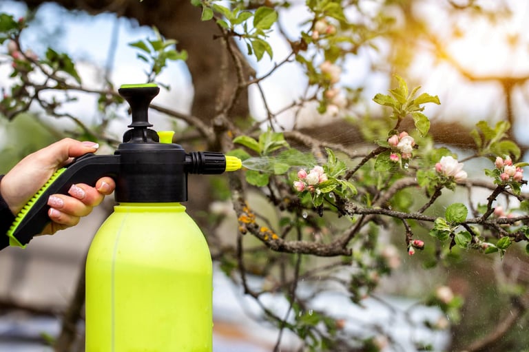 Close up view of female hand holding bright neon yellow and black sprayer, mist of water or pesticide applied to vibrant pink and white apple tree blossoms on leafy green branch