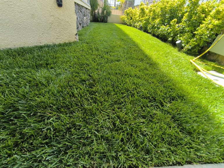 Well-maintained green lawn between white house wall and yellow-flowering bushes along a residential pathway