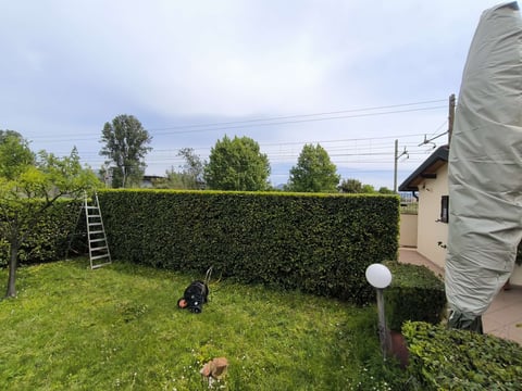 Dog in grassy backyard with tall hedges, house, and covered structure visible